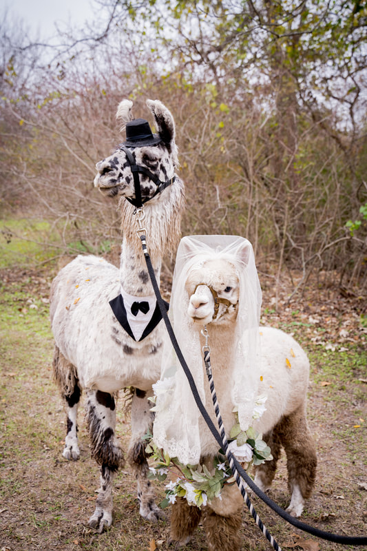 llama and alpaca bride and groom boho wedding bohemian wedding