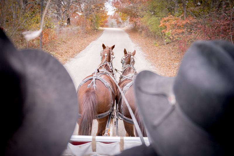 arrowwood weddings in palmer Texas horse drawn carriage 